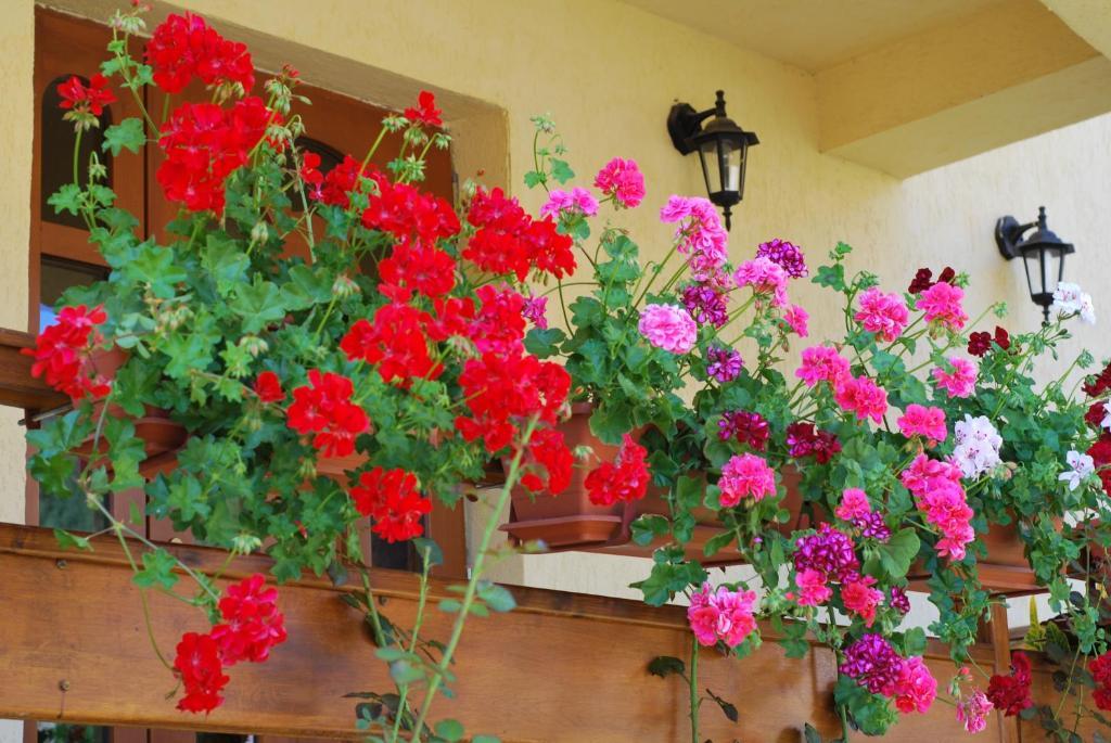 Casa Anca Boutique Hotel Timișu de Jos Extérieur photo